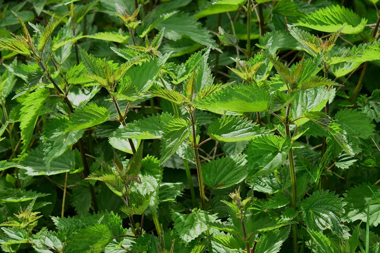 Grüne Heilkräuter in der Natur