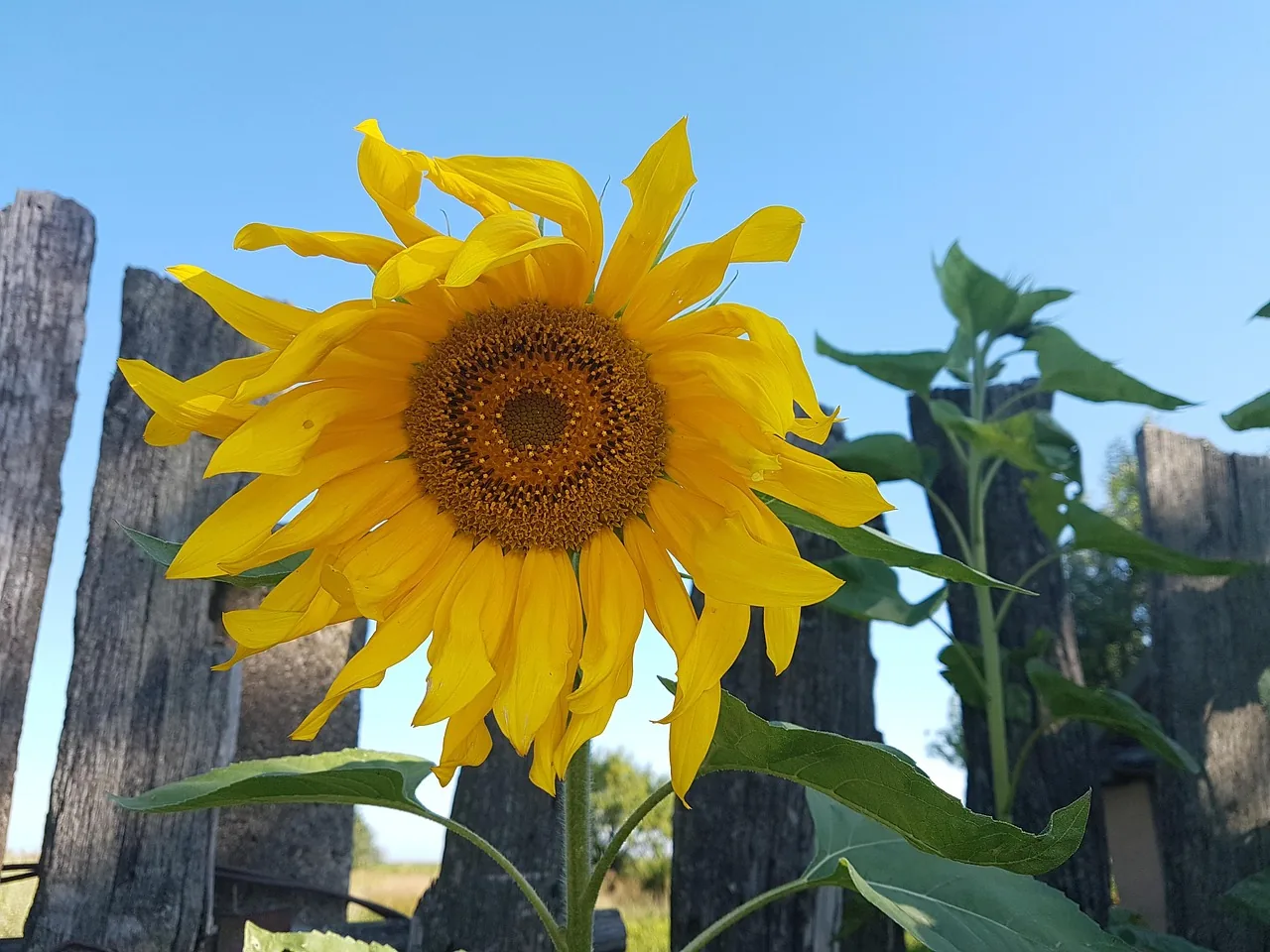 Eine Sonnenblume wendet sich dem Licht zu