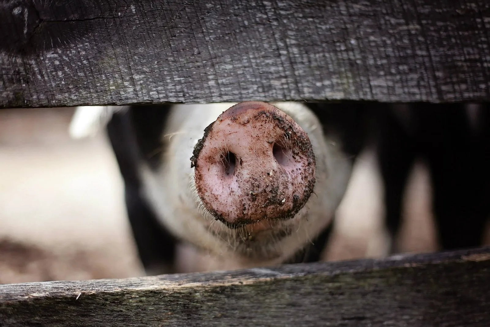 Schwein im Freien
