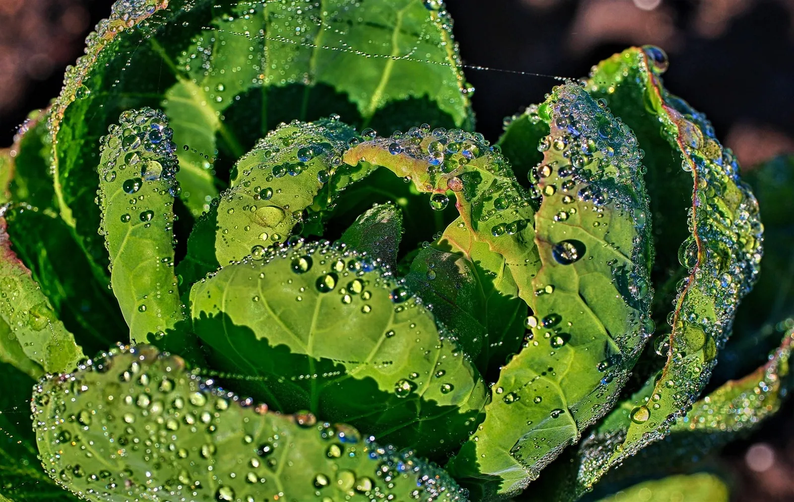 Frisches Grün mit Morgentau