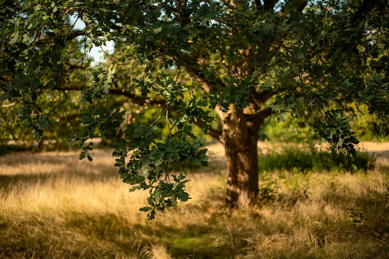 Ein alter Baum in einer goldenen Wiese im Abendlicht